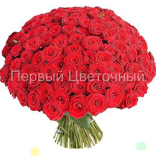 51 или 101 красная роза (40, 50 см) в Ставрополе